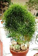 zöld Hegymászó Hagyma (Bowiea) Szobanövények fénykép