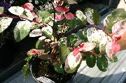 bont Sneeuw Bush (Breynia) Kamerplanten foto