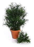 tamnozelene Japanski Tisa (Podocarpus) Biljka u Saksiji foto