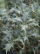 ezüstös Tea Olíva (Osmanthus) Szobanövények fénykép