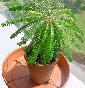 зелена Биопхитум, Осетљива Биљка (Biophytum)  фотографија