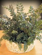 зелений Дідімохлена (Didymochlaena) Кімнатні рослини фото