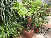 πράσινος Φλόριντα Αραρούτι (Zamia) φυτά εσωτερικού χώρου φωτογραφία