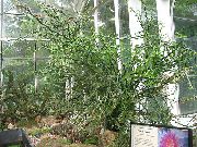მწვანე Jacobs ასვლა, ეშმაკები ხერხემალი (Pedilanthus) სახლი მცენარეთა ფოტო