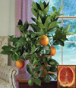 grøn Sød Appelsin (Citrus sinensis) Stueplanter foto