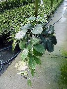 grün Chestnut Vine (Tetrastigma) Zimmerpflanzen foto