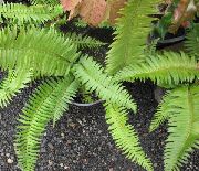 verde Sabie Ferigă (Polystichum) Oală Planta fotografie