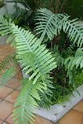 zöld Édesgyökerű Páfrány (Polypodium) Szobanövények fénykép