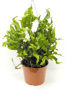 緑色 Polypody (Polypodium) 観葉植物 フォト