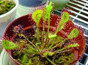 světle-zelená Rosnatka Okrouhlolistá (Drosera) Pokojové rostliny fotografie