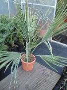 зелен Sabal  Стайни растения снимка