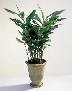verde Cardamomum, Elettaria Cardamomum  Oală Planta fotografie
