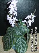 Chamaeranthemum, India Rastlin Rastlina pestra