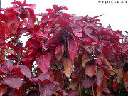 Feuerdrache Acalypha, Hoja De Cobre Kupferblatt Pflanze rot