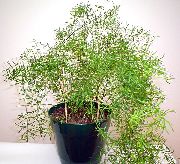 grønn Asparges (Asparagus) Potteplanter bilde