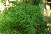 緑色 アスパラガス (Asparagus) 観葉植物 フォト
