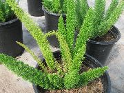 მწვანე Asparagus  სახლი მცენარეთა ფოტო