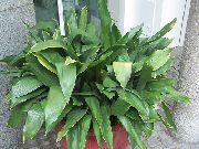 zöld Kukoricalevél, Bár Terem Növény, Öntöttvas Növény (Aspidistra)  fénykép