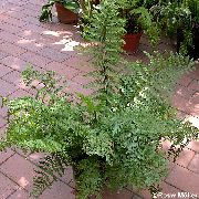 zelena Spleenwort (Asplenium) Biljka u Saksiji foto