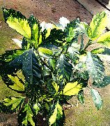 tarkabarka Arany Por Fa, Aucuba Japonica  Szobanövények fénykép