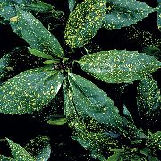 margas Aukso Dulkių Medis, Aucuba Japonica  Kambariniai augalai nuotrauka