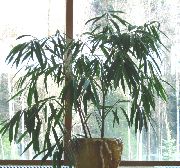 žalias Bambukas (Bambusa) Kambariniai augalai nuotrauka