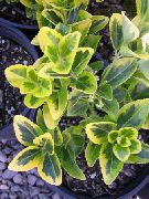 sekalainen Japanilainen Kara (Euonymus japonica) Huonekasvit kuva