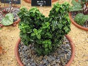 verde Ax Japoneză (Euonymus japonica) Oală Planta fotografie