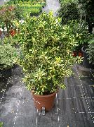 строкатий Бересклет (Евонімус) (Euonymus japonica) Кімнатні рослини фото