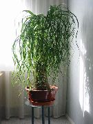 žalias Drambliai Pėdų, Ponis Uodegos (Beaucarnea) Kambariniai augalai nuotrauka