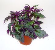Violetinė Aksomas Augalų, Bičių Aksomas Augalų augalas violetinė