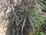 暗緑色 偽アラリア (Dizygotheca elegantissima) 観葉植物 フォト