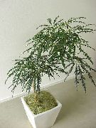 暗緑色 偽アラリア (Dizygotheca elegantissima) 観葉植物 フォト