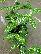 zelená Gold Dust Dracaena (Dracaena godseffiana) Pokojové rostliny fotografie