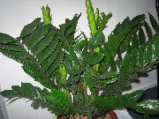 tamnozelene Masti Dječak (Zamiaculcas zamiifolia) Biljka u Saksiji foto