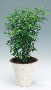 зелений Зантоксилум (Перечное Дерево) (Zanthoxylum) Кімнатні рослини фото