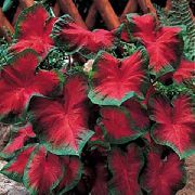 červená Caladium  Izbové Rastliny fotografie