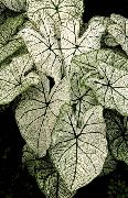 striebristý Caladium  Izbové Rastliny fotografie