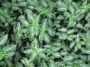 杂色 Callisia，玻利维亚犹太人  室内植物 照片