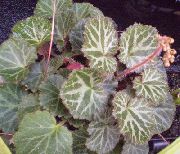 gesprenkelt Hausierer Korb, Rudern Seemann, Erdbeere Geranie (Saxifraga stolonifera) Zimmerpflanzen foto