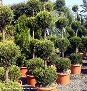 მუქი მწვანე Cypress (Cupressus) სახლი მცენარეთა ფოტო