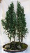 green Cypress (Cupressus) Houseplants photo
