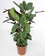 Ctenanthe Planta variegado