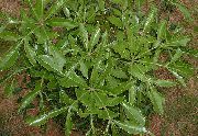 açık yeşil Kaya Lahana Ağacı (Cussonia natalensis) Ev bitkileri fotoğraf