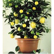 tumši zaļš Citrons (Lemon) Telpaugi foto