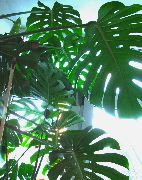 tumši zaļš Split Lapu Philodendron (Monstera) Telpaugi foto