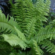 verde Ferigi Sabie (Nephrolepis) Oală Planta fotografie