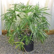 zelená Fontána Palma (Livistona) Pokojové rostliny fotografie