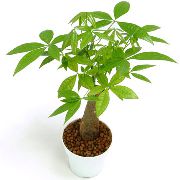 grønn Guyana Kastanje, Vannkastanjer (Pachira aquatica) Potteplanter bilde