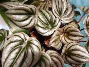 銀色 ラジエーター植物、スイカベゴニア、赤ちゃんのゴム工場 (Peperomia) 観葉植物 フォト